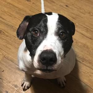 Meet your Posher, Dylan